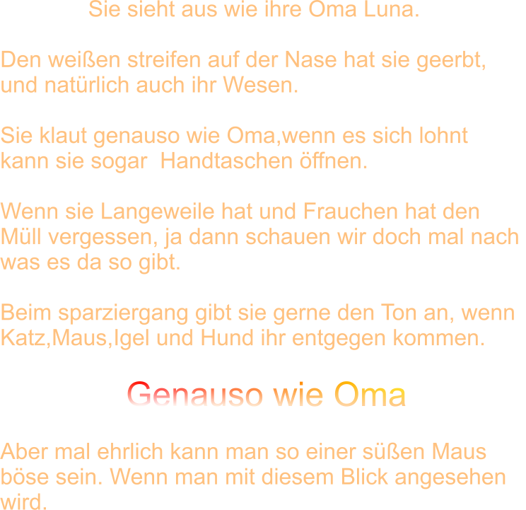Sie sieht aus wie ihre Oma Luna.  Den weißen streifen auf der Nase hat sie geerbt, und natürlich auch ihr Wesen.  Sie klaut genauso wie Oma,wenn es sich lohnt kann sie sogar  Handtaschen öffnen.   Wenn sie Langeweile hat und Frauchen hat den Müll vergessen, ja dann schauen wir doch mal nach  was es da so gibt.  Beim sparziergang gibt sie gerne den Ton an, wenn Katz,Maus,Igel und Hund ihr entgegen kommen.                             Genauso wie Oma  Aber mal ehrlich kann man so einer süßen Maus böse sein. Wenn man mit diesem Blick angesehen  wird.
