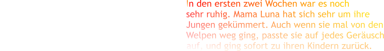 In den ersten zwei Wochen war es noch sehr ruhig. Mama Luna hat sich sehr um ihre Jungen gekümmert. Auch wenn sie mal von den Welpen weg ging, passte sie auf jedes Geräusch                                                                    auf, und ging sofort zu ihren Kindern zurück.