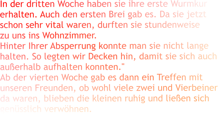 In der dritten Woche haben sie ihre erste Wurmkur erhalten. Auch den ersten Brei gab es. Da sie jetzt  schon sehr vital waren, durften sie stundenweise  zu uns ins Wohnzimmer. Hinter Ihrer Absperrung konnte man sie nicht lange halten. So legten wir Decken hin, damit sie sich auch  außerhalb aufhalten konnten."  Ab der vierten Woche gab es dann ein Treffen mit unseren Freunden, ob wohl viele zwei und Vierbeiner da waren, blieben die kleinen ruhig und ließen sich genüsslich verwöhnen.